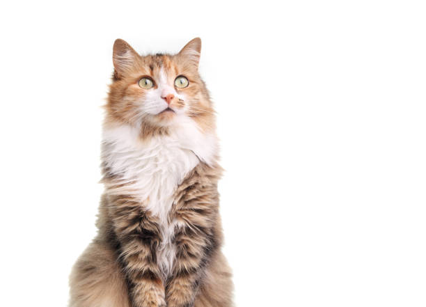 istock Isolated calico cat looking up with intense eyes. 1823941668