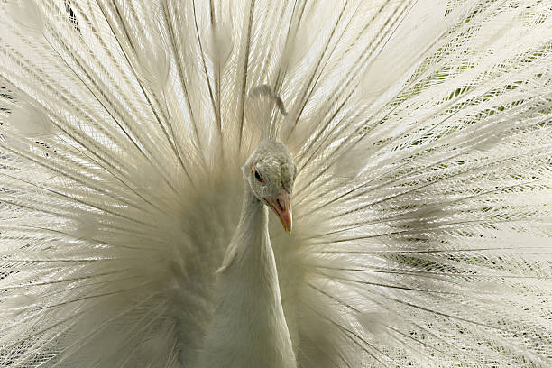 istock Albino Peacock bird at full frame 182394167