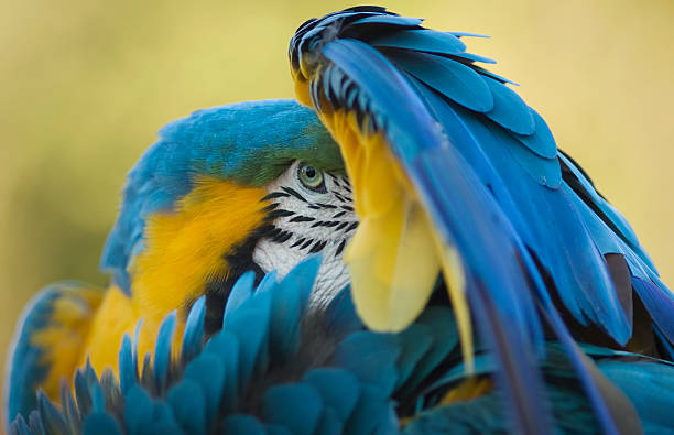 Blue and yellow Macaw Photograph of Blue and yellow Macaw black parrot stock pictures, royalty-free photos & images