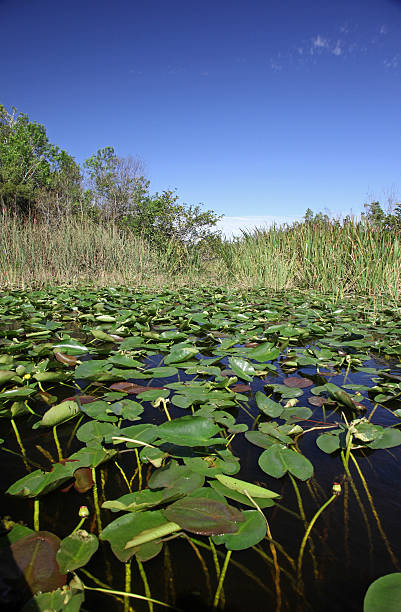 istock Water Lilies In Swamp 182394321