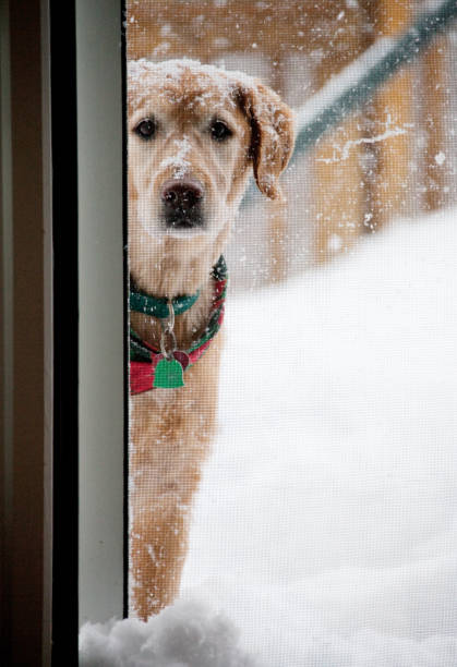 istock Dog in the snow peaking inside 182394422