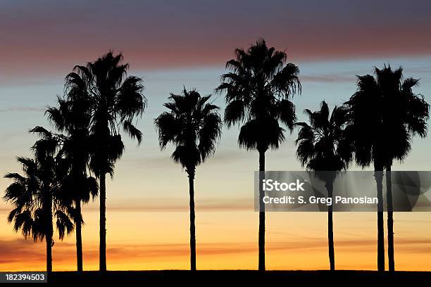 Palmeras Al Atardecer Foto de stock y más banco de imágenes de Palmera - Palmera, San Diego, Aire libre