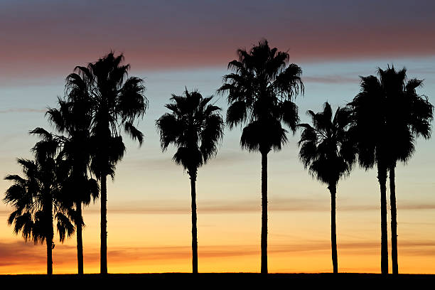 istock Beautiful silhouette of palm trees at sunset 182394503