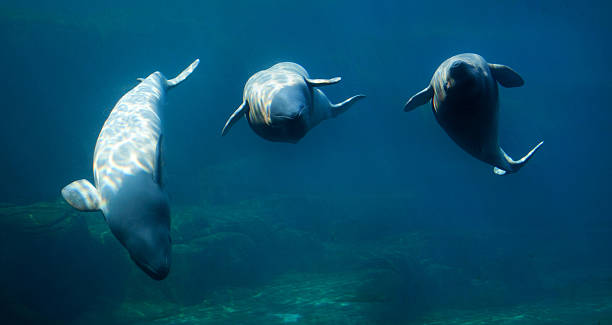 벨루가 고래 - beluga whale 뉴스 사진 이미지