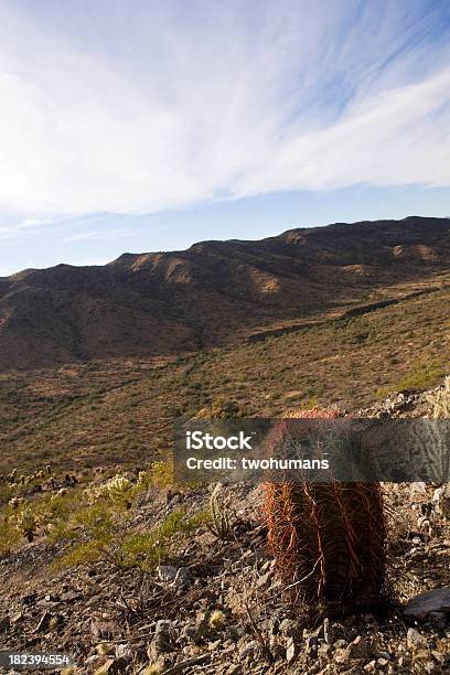 Spiky One Stock Photo - Download Image Now - Arizona, Barrel Cactus, Cactus