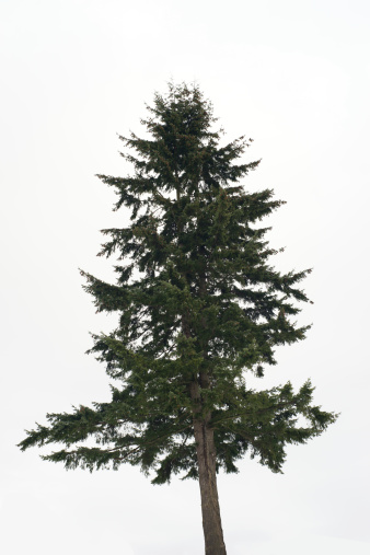 SONY DSC A900 (full frame)Mature douglas fir tree against almost white sky.