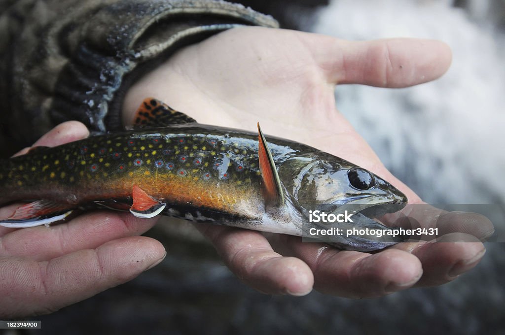 Holding a beautiful brook trout "This little brooky came straight out of a mountain stream, and then right back in." Speckled Trout Stock Photo