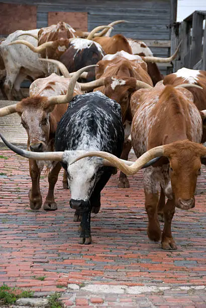 Photo of Texas Beef Cattle