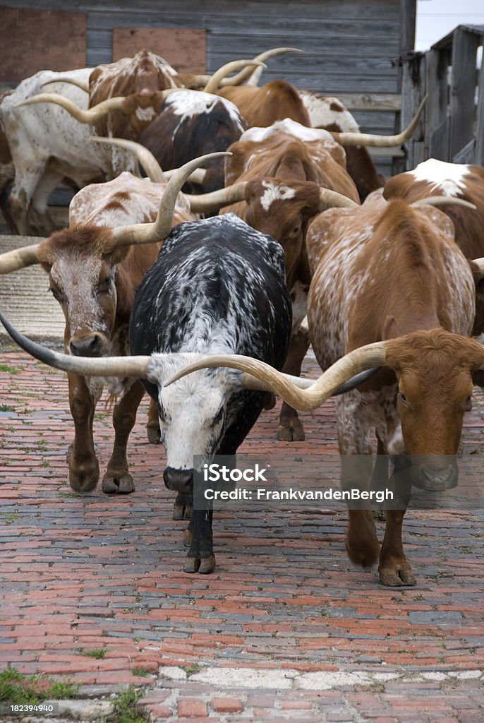 Carne de gado Texas - Foto de stock de Conduzir gado royalty-free