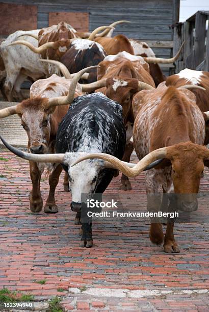 Foto de Carne De Gado Texas e mais fotos de stock de Conduzir gado - Conduzir gado, Rancho, Gado Texas Longhorn Steer