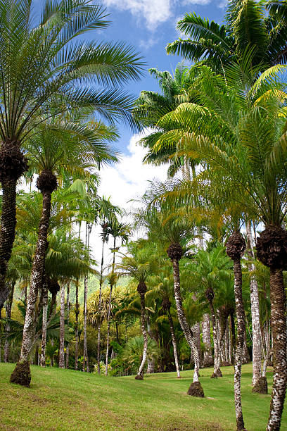 tropical garden stock photo