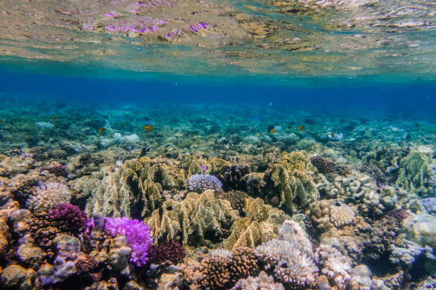 istock coral reef with reflections on the water surface in marsa alam egypt 1823951697
