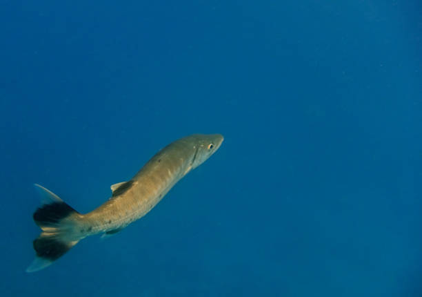 istock large barracuda fish swimming in deep blue water 1823952212