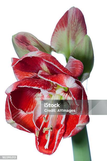 Amarilis Samba Hippeastrum X Hortorum Foto de stock y más banco de imágenes de Amarilis - Amarilis, Blanco - Color, Cabeza de flor