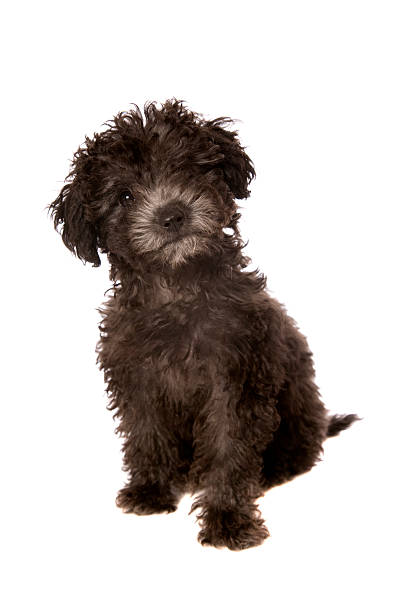 istock Little Black Poodle Puppy 182395385