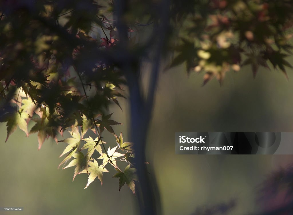 Hojas otoñales - Foto de stock de Aire libre libre de derechos