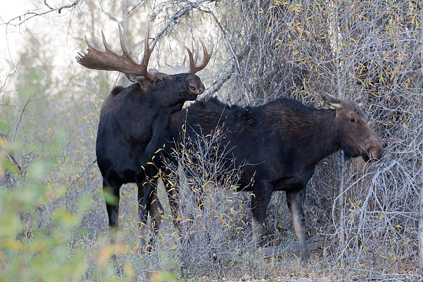 Bull and cow moose Bull and cow moose in the wild during the fall rut cow moose stock pictures, royalty-free photos & images