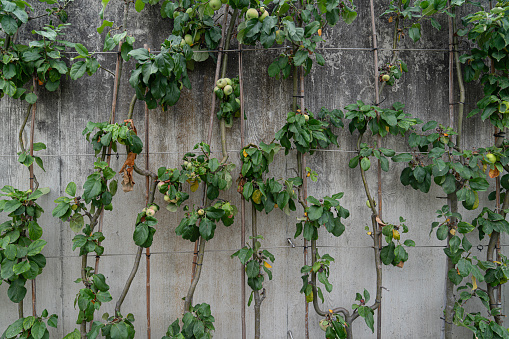 Apple tree trained to grow as an espalier tree against a garden wall.