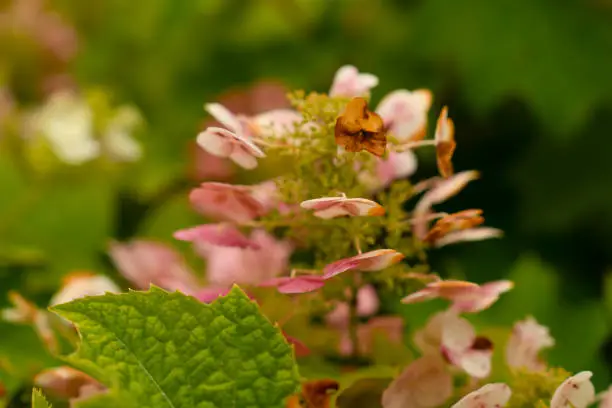 Photo of Close up view of dried oakleaf hydrangea.