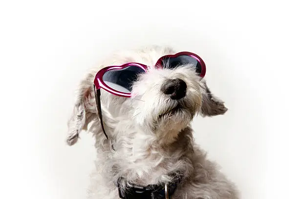 A schnoodle (schnauzer/poodle mix) wearing pink heart-shaped sunglasses.