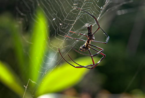 A Golden Silk Orb-Weaver Spider (genus Nephila) killing a fly which has landed in its web.  Photographed in tropical Malaysia.