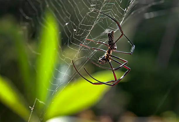 Photo of Spider Attack: Eating an Insect