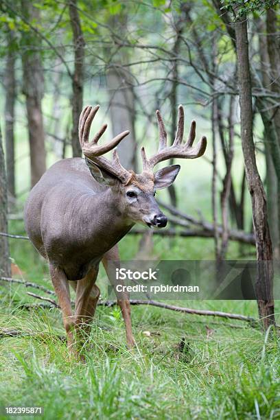 Whitetail Deer Stockfoto und mehr Bilder von Bock - Männliches Tier - Bock - Männliches Tier, Braun, Fotografie