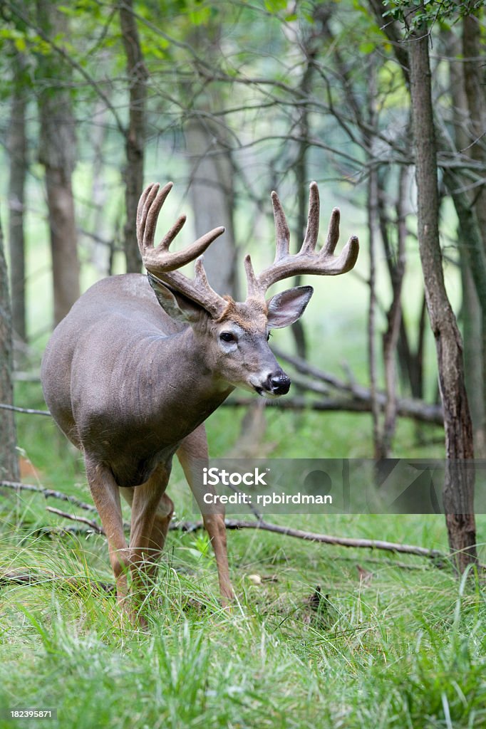 Whitetail 디어 - 로열티 프리 갈색 스톡 사진