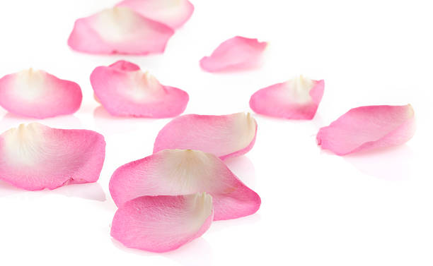 istock Pink rose petals on white 182395907