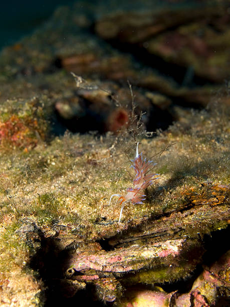 istock nudibranch cratena peregrina 182396077