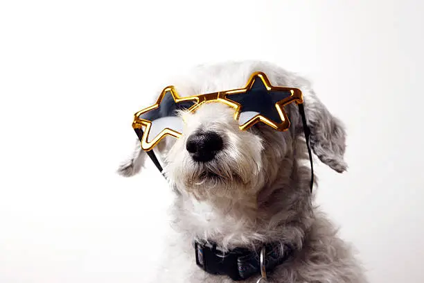 A schnoodle (schnauzer/poodle mix) wearing star shaped sun glasses.