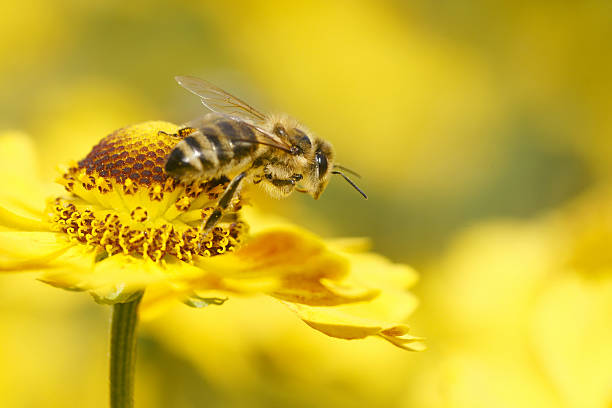 ape inizia a volare - insect animal eye flower flower head foto e immagini stock