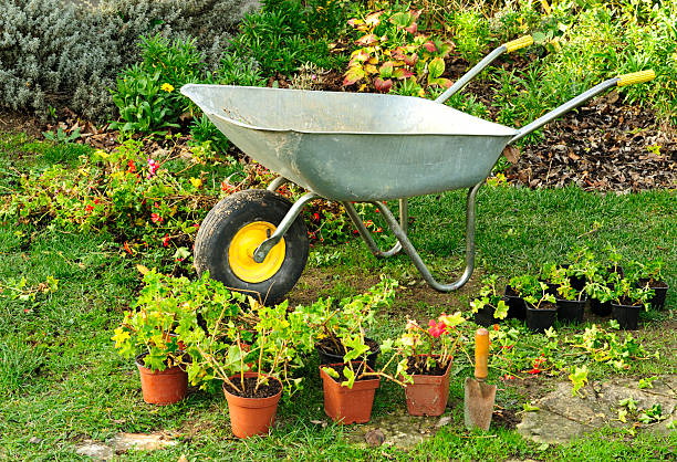 istock Potting Geraniums in the Garden 182396213