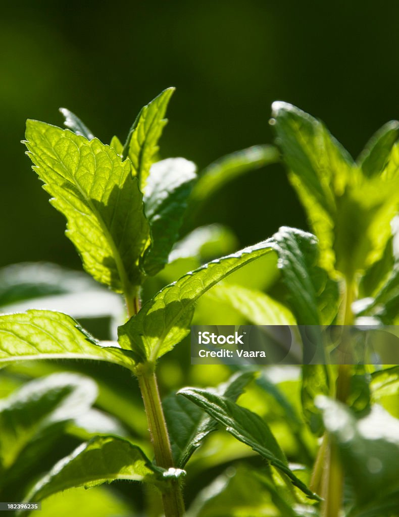 Menthe fraîche - Photo de Aliment libre de droits