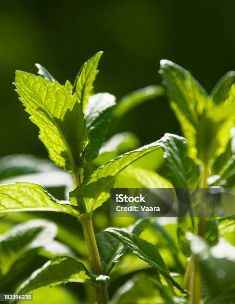 Świeża Mięta - zdjęcia stockowe i więcej obrazów Bez ludzi - Bez ludzi, Fotografika, Jedzenie