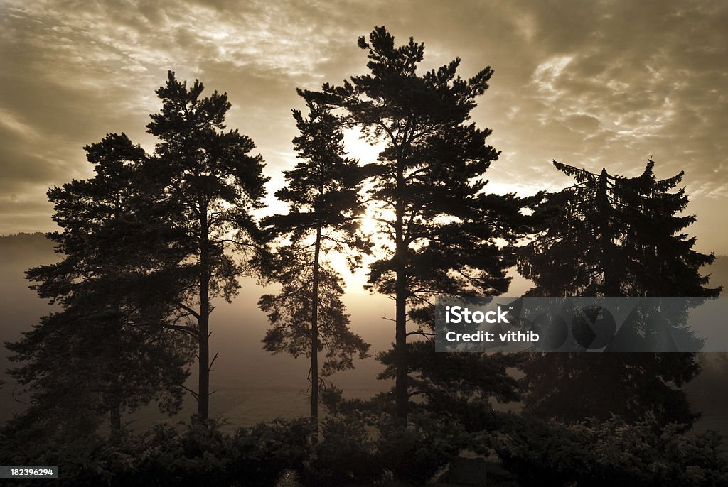 Árvores contra o sol nascente a um nevoeiro de manhã - Foto de stock de Beleza natural - Natureza royalty-free