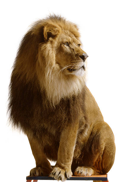 nature : lion - circus lion photos et images de collection