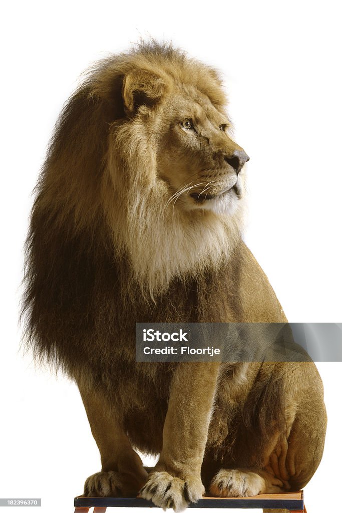 Natura: Leone - Foto stock royalty-free di Leone - Grande felino