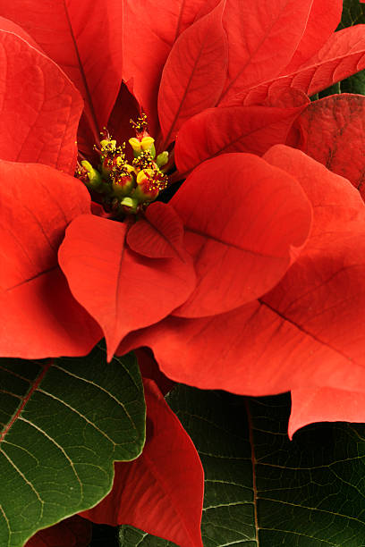 istock Christmas Poinsettia Close-up Vt 182396403