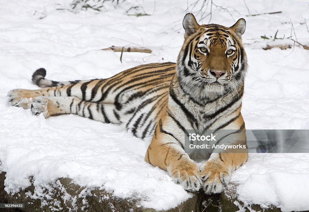 Sibirische Tiger (Panthera tigris im Winter altaica - Lizenzfrei Tiger Stock-Foto