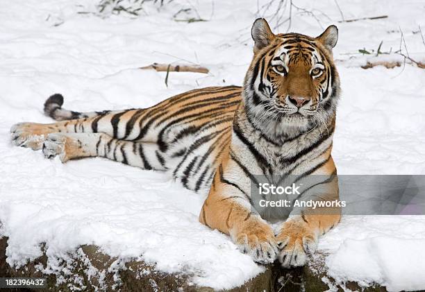 Sibirische Tiger Panthera Tigris Im Winter Altaica Stockfoto und mehr Bilder von Tiger