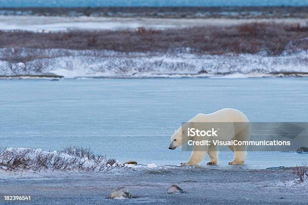 Polar Bear Stock Photo - Download Image Now - Animal, Animal Wildlife, Animals In The Wild