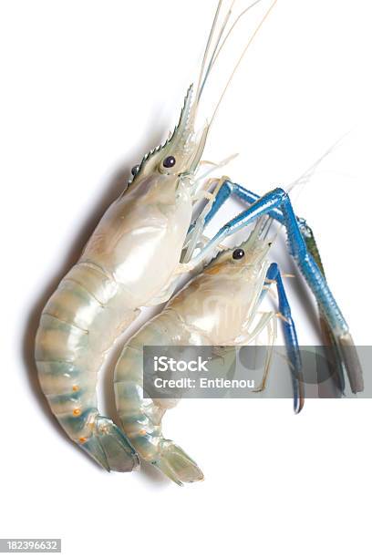 Frische Garnelen Stockfoto und mehr Bilder von Einzelner Gegenstand - Einzelner Gegenstand, Einzelnes Tier, Fische und Meeresfrüchte