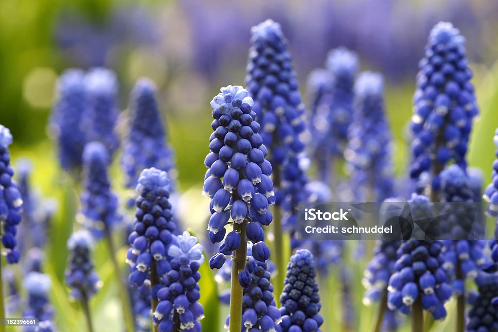 Blue grape hyacinths Blue grape hyacinths.Please see more similar pictures of my Portfolio.Thank you! Blue Stock Photo