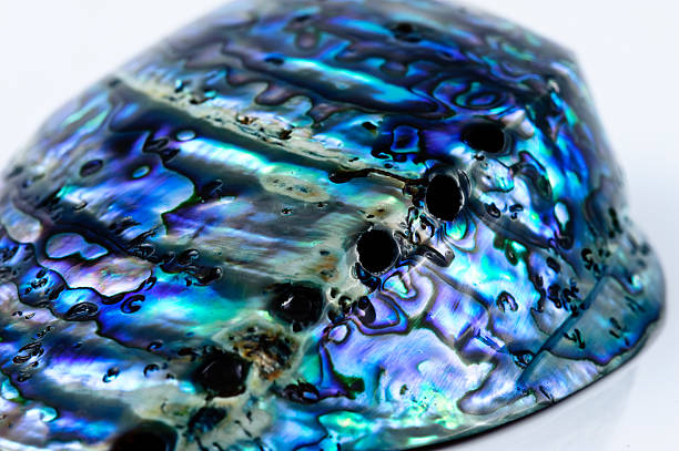 istock Mother of pearl Abalone shell colorful isolated on white 182396778