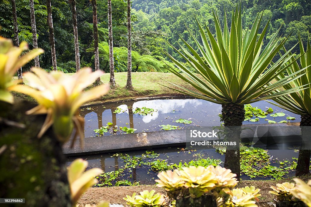 tropical garden "A tropical botanic garden of Balata, Martinique." Martinique Stock Photo
