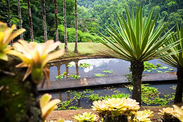 Photo of tropical garden