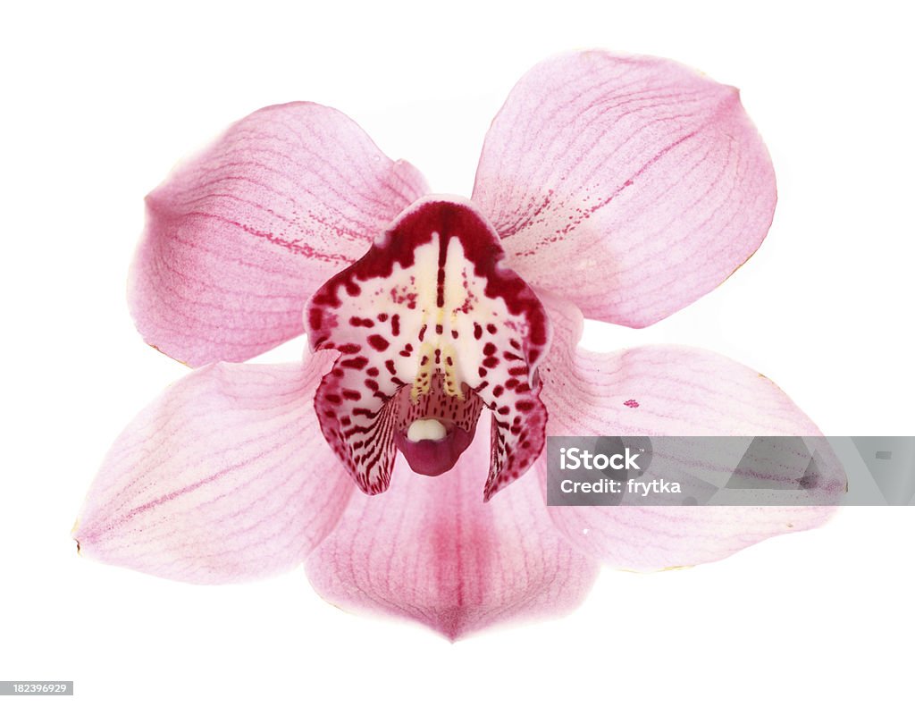 Orchid - Photo de Fleur - Flore libre de droits