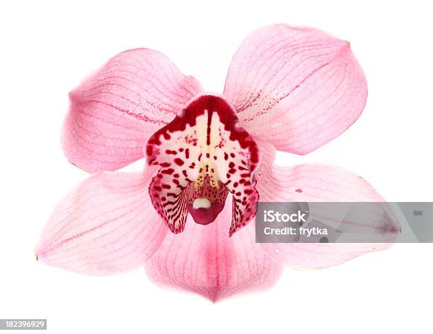 Photo libre de droit de Orchid banque d'images et plus d'images libres de droit de Fleur - Flore - Fleur - Flore, Objet ou sujet détouré, Violette d'Afrique