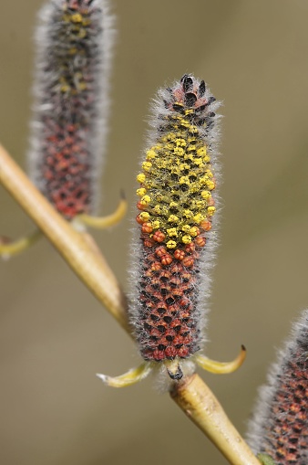 Natural vertical closeup on the yellow red colored catkins from the springtime blossoming Purple Willow, Salix purpurea